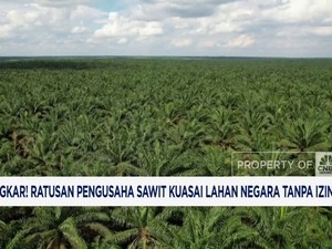 Video: Ratusan Pengusaha Sawit Kuasai Lahan Negara Tanpa Izin