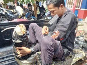Buaya 2,7 Meter Tertangkap Jaring Warga di Bangka Selatan