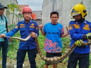 Damkar Evakuasi Ular Sanca 2,5 Meter Usai Mangsa Ayam Milik Warga Depok