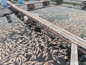 Ikan di Waduk Jatiluhur Mati Massal Akibat Cuaca Buruk