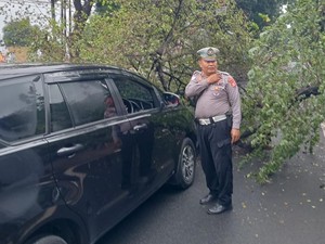 Hati-hati! Ada Pohon Tumbang di Depan Pos Polisi Kalibata Jaksel