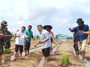 Mengenal Sawah Bapokok Murah: Mudah Dipraktikkan, Panen Padi 2 Kali Lipat