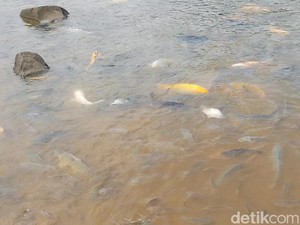Cerita Ikan di Situ Sangiang yang Konon Jelmaan Prajurit Kerajaan