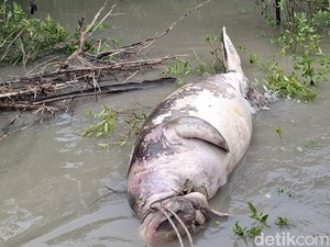 Ikan Duyung Berbobot 500 Kg Mati Terdampar di Perairan Kupang