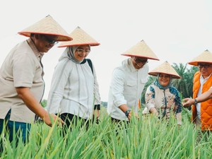 Kemenko Pangan Proyeksi Padi saat Peremajaan Sawit di Siak