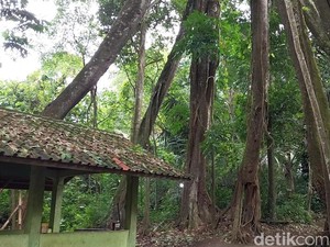 Mitos Rumah Tangga Harmonis Bikin Pohon Berkaki 8 Nyaris Punah