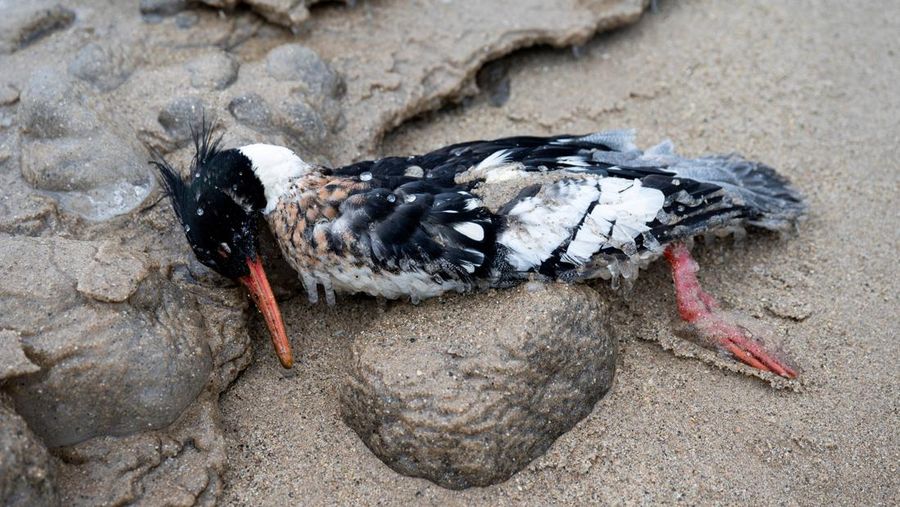 Ratusan bebek di sepanjang Danau Michigan, Amerika Serikat (AS) ditemukan mati lantaran diduga terpapar flu burung. (REUTERS/Vincent Alban)