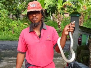 Kobra Jawa Lagi Ganti Kulit di Dalam Printer Bikin Kaget Warga Cawas Klaten