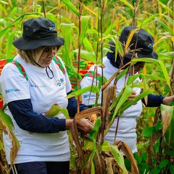 Program BRI Menanam Serap Karbon dan Dorong Ekonomi Masyarakat Berau