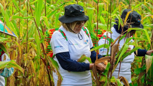 Program BRI Menanam Serap Karbon dan Dorong Ekonomi Masyarakat Berau