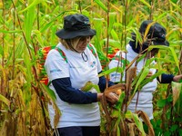 Program BRI Menanam Serap Karbon dan Dorong Ekonomi Masyarakat Berau