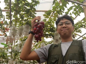 Cerita Inspiratif Daffa Kembangkan Kebun Anggur Firizco di Bandung