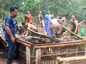 Tragedi Maut di Arena Tajen, 3 Tewas-6 Luka Tertimpa Pohon Aren