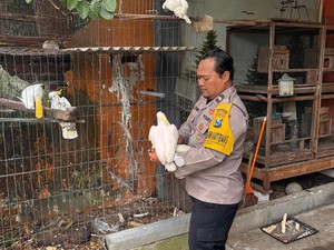 Aipda Man Odix, Pak Bhabin yang Gigih Lestarikan Kakaktua-Jalak di Mojokerto