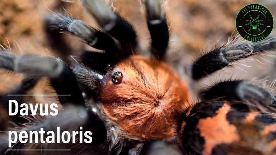 Davus pentaloris. (Dok. thetarantulacollective)