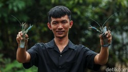 Awalnya Iseng Cari Hewan Peliharaan, Pria Ini Malah Jadi Juragan Lobster