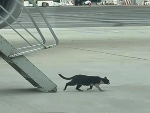 Kucing Bikin Ruwet Penerbangan, Picu Penundaan 2 Hari