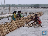 Penampakan Ekskavator 'Berenang' Ikut Bongkar Pagar Laut di Bekasi