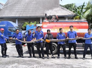 Mengerikan! Kantor Dishub Selayar Jadi Sarang Ular Piton
