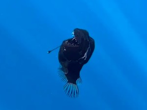 Tumben, Ikan Laut Dalam Anglerfish Muncul ke Permukaan