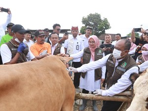 404 Ekor Ternak di Banyuwangi Terpapar Penyakit Mulut dan Kuku