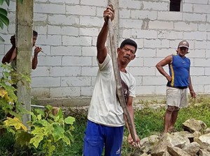 Kobra Super Jumbo Dievakuasi di Cawas Klaten, Sempat Makan 3 Telur Ayam