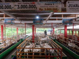 Harga Kambing Kurban 2025 di Jawa Timur
