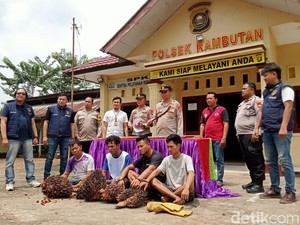 4 Pelaku Pencuri Sawit Milik Kades di Banyuasin Ditangkap, 1 Buron