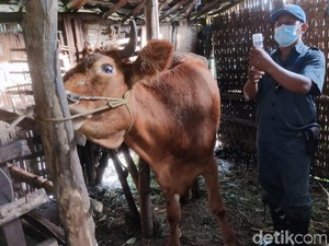 Pemkab Pasuruan Sebar 18 Ribu Dosis Vaksin PMK