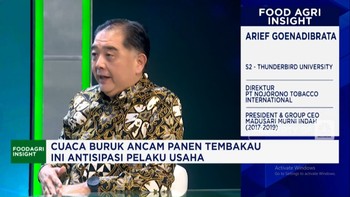 Video: Cuaca Buruk Ancam Panen Tembakau, Pengusaha Rokok Antisipasi!