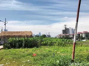 Wow! Ada Kebun Jagung di Tengah Impitan Gedung Tinggi Jakarta