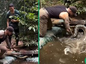 Viral Video Pria Menangkap Anakonda, Ditonton 162 Juta Kali