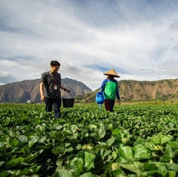 Berpihak Pada UMKM dan Ekonomi Kerakyatan, BRI Jaga Stabilitas Kinerja