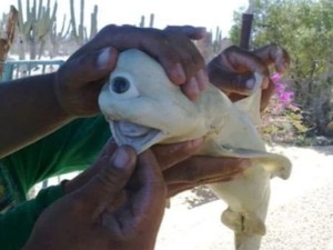 Aneka Kasus Hewan Mata Satu Dajjal, Terbaru dari NTT