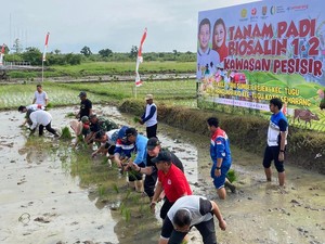 Petani Semarang Minta Program Padi Biosalin Mbak Ita Dilanjutkan