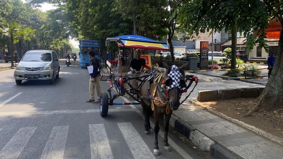 Sebuah delman berhenti di jalan Diponegoro, Kota Bandung. Jumat (18/10/2024). (Dok. Detikcom/Muhammad Jadid Alfadlin)