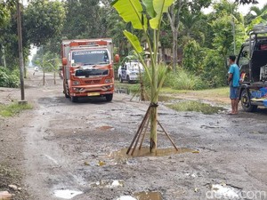 Warga Trenggalek Tanam Pohon Pisang gegara Tak Kunjung Diperbaiki