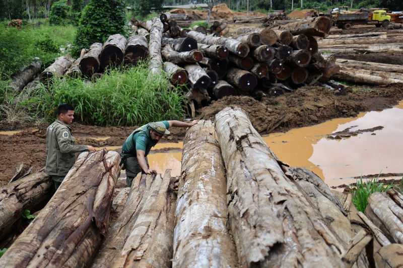 Jair Schmitt, direktur Perlindungan Lingkungan di Institut Brasil untuk Lingkungan dan Sumber Daya Alam Terbarukan (IBAMA), memeriksa kayu gelondongan yang disita dari hutan hujan Amazon selama operasi pemberantasan deforestasi, di tempat penggergajian kayu di Nova California, Negara Bagian Rondonia, Brasil, 5 Februari 2025. Jair Schmitt, direktur Perlindungan Lingkungan di Institut Brasil untuk Lingkungan dan Sumber Daya Alam Terbarukan (IBAMA), memeriksa kayu gelondongan yang disita dari hutan hujan Amazon selama operasi pemberantasan deforestasi, di tempat penggergajian kayu di Nova California, Negara Bagian Rondonia, Brasil, 5 Februari 2025. (REUTERS/Ueslei Marcelino)