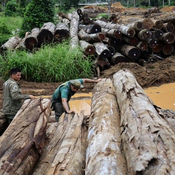 Hutan Hujan Terbesar Diacak-acak, Paru-Paru Dunia di Ujung Tanduk