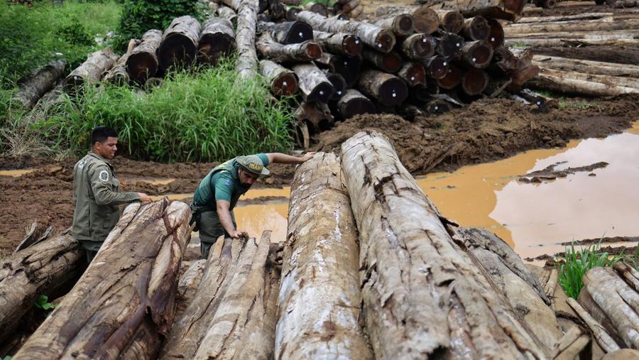 Jair Schmitt, direktur Perlindungan Lingkungan di Institut Brasil untuk Lingkungan dan Sumber Daya Alam Terbarukan (IBAMA), memeriksa kayu gelondongan yang disita dari hutan hujan Amazon selama operasi pemberantasan deforestasi, di tempat penggergajian kayu di Nova California, Negara Bagian Rondonia, Brasil, 5 Februari 2025. (REUTERS/Ueslei Marcelino)