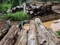 Hutan Hujan Terbesar Diacak-acak, Paru-Paru Dunia di Ujung Tanduk