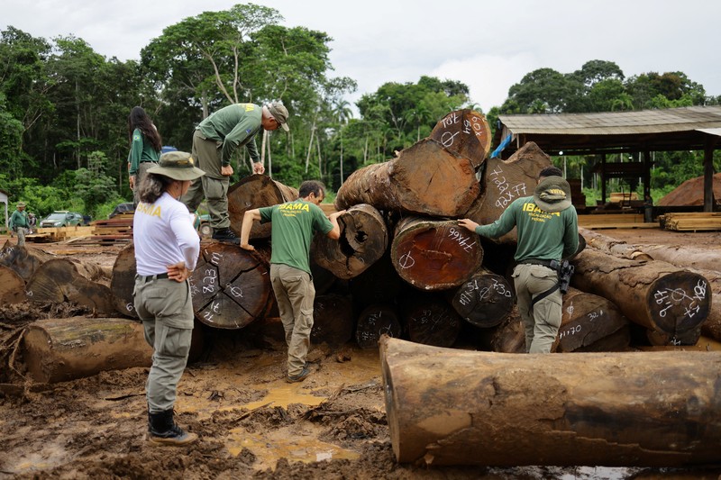 Jair Schmitt, direktur Perlindungan Lingkungan di Institut Brasil untuk Lingkungan dan Sumber Daya Alam Terbarukan (IBAMA), memeriksa kayu gelondongan yang disita dari hutan hujan Amazon selama operasi pemberantasan deforestasi, di tempat penggergajian kayu di Nova California, Negara Bagian Rondonia, Brasil, 5 Februari 2025. Jair Schmitt, direktur Perlindungan Lingkungan di Institut Brasil untuk Lingkungan dan Sumber Daya Alam Terbarukan (IBAMA), memeriksa kayu gelondongan yang disita dari hutan hujan Amazon selama operasi pemberantasan deforestasi, di tempat penggergajian kayu di Nova California, Negara Bagian Rondonia, Brasil, 5 Februari 2025. (REUTERS/Ueslei Marcelino)