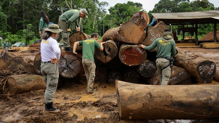 Jair Schmitt, direktur Perlindungan Lingkungan di Institut Brasil untuk Lingkungan dan Sumber Daya Alam Terbarukan (IBAMA), memeriksa kayu gelondongan yang disita dari hutan hujan Amazon selama operasi pemberantasan deforestasi, di tempat penggergajian kayu di Nova California, Negara Bagian Rondonia, Brasil, 5 Februari 2025. (REUTERS/Ueslei Marcelino)