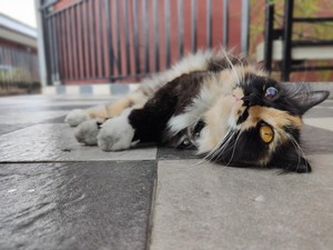 Ciri-ciri Saat Kucing Keracunan, Begini Pertolongan Pertamanya