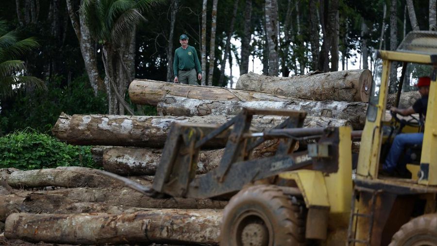 Jair Schmitt, direktur Perlindungan Lingkungan di Institut Brasil untuk Lingkungan dan Sumber Daya Alam Terbarukan (IBAMA), memeriksa kayu gelondongan yang disita dari hutan hujan Amazon selama operasi pemberantasan deforestasi, di tempat penggergajian kayu di Nova California, Negara Bagian Rondonia, Brasil, 5 Februari 2025. (REUTERS/Ueslei Marcelino)