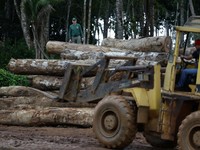 Jadwal Kiamat Dipercepat Ditemukan di Batang Pohon