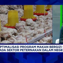 Video: Curhat Peternak Ayam Kecil, Kelebihan Produksi & Harga Anjlok