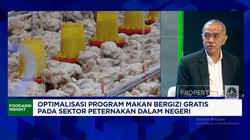 Video: Curhat Peternak Ayam Kecil, Kelebihan Produksi & Harga Anjlok