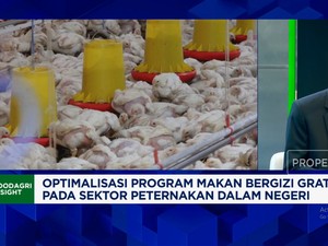 Video: Curhat Peternak Ayam Kecil, Kelebihan Produksi & Harga Anjlok