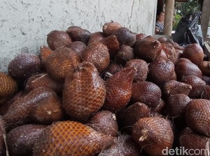 Menelisik Masa Kejayaan Salak Cineam yang Kini Tenggelam